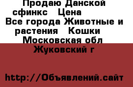  Продаю Данской сфинкс › Цена ­ 2 000 - Все города Животные и растения » Кошки   . Московская обл.,Жуковский г.